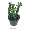 Euphorbia Ritchiei, Stapelia Monadenium ritchiei, P.R.O. Bally Bruyns, 4 inch pot