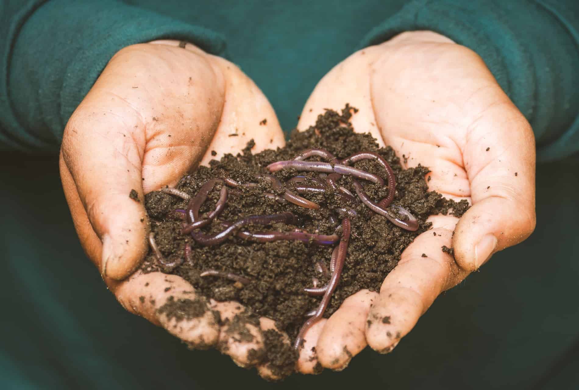 worm casting for fertilizer