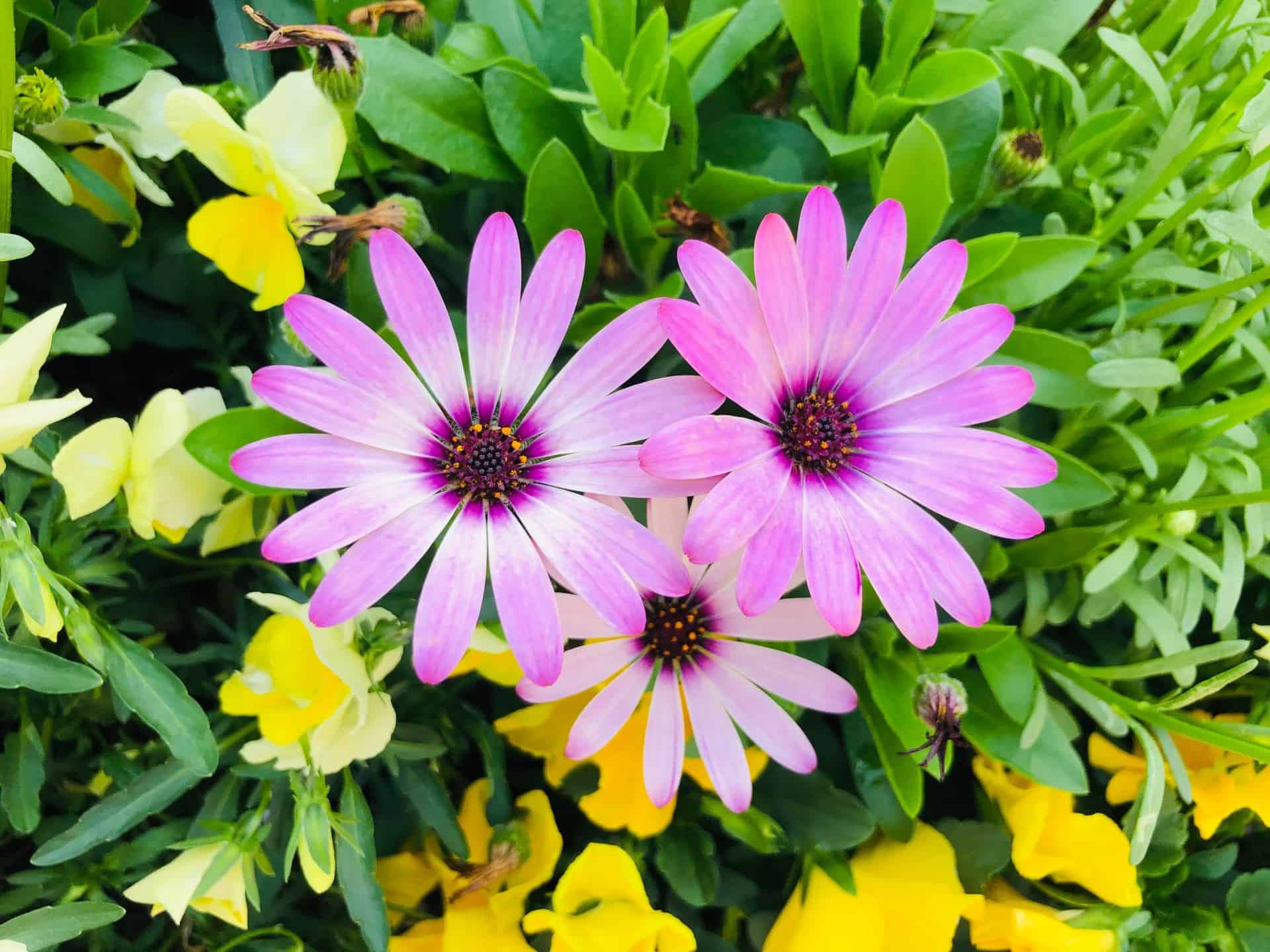 The Best Full Sun Plants For a Sunny Garden Plantly
