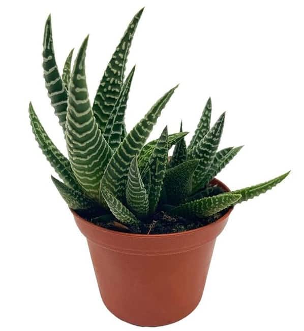 Haworthia Limifolia Var Striata, Lace Aloe , Variegated White Aloe Plant, Ribbed, Laced, Freckles, Succulent, Rare Exotic Live in 3 inch pot