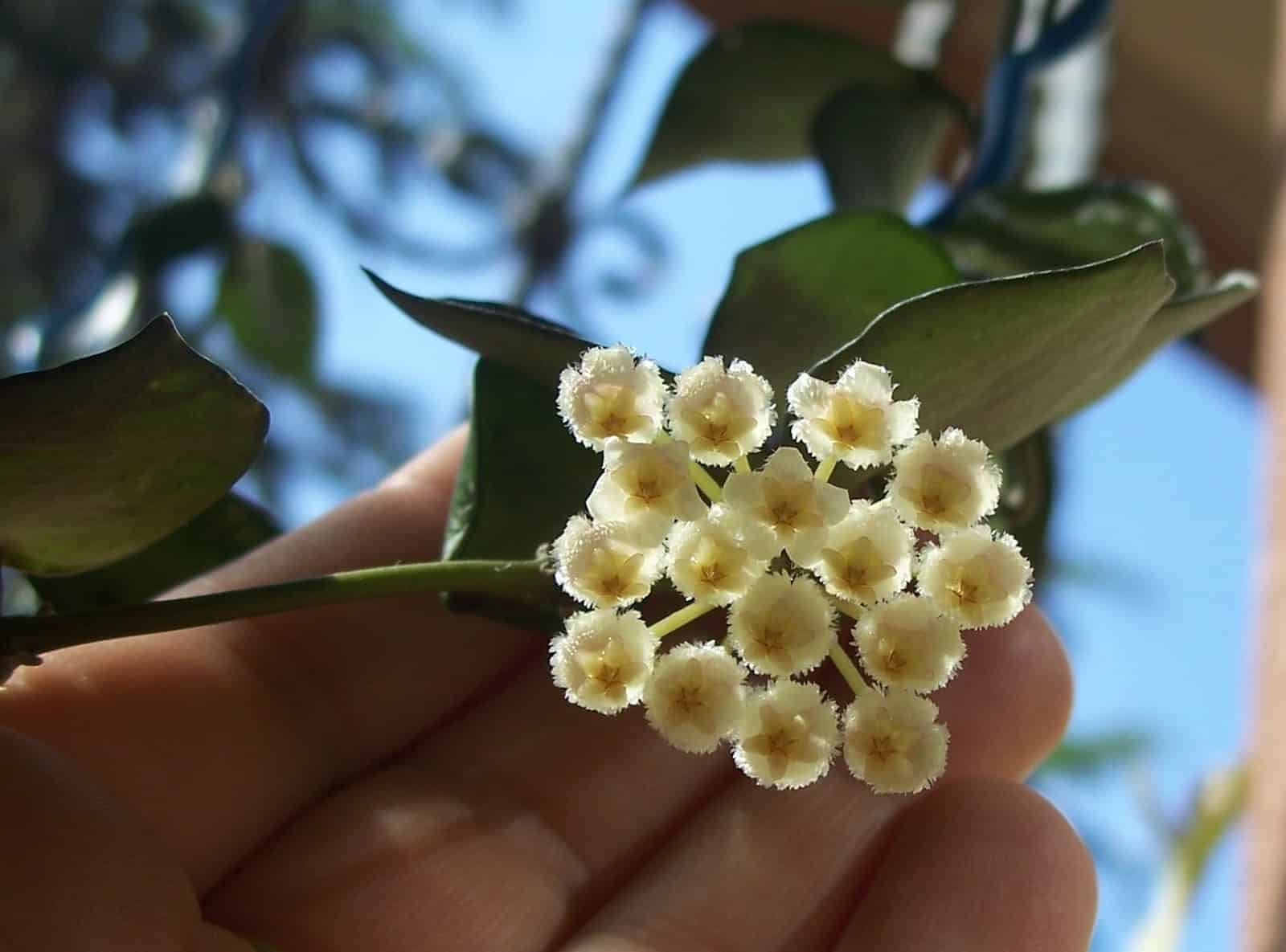 flowering hoya krohniana