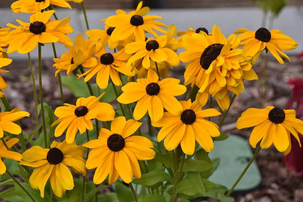 The Best Full Sun Plants For a Sunny Garden Plantly