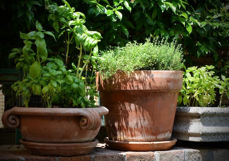 herbs in terracotta planters