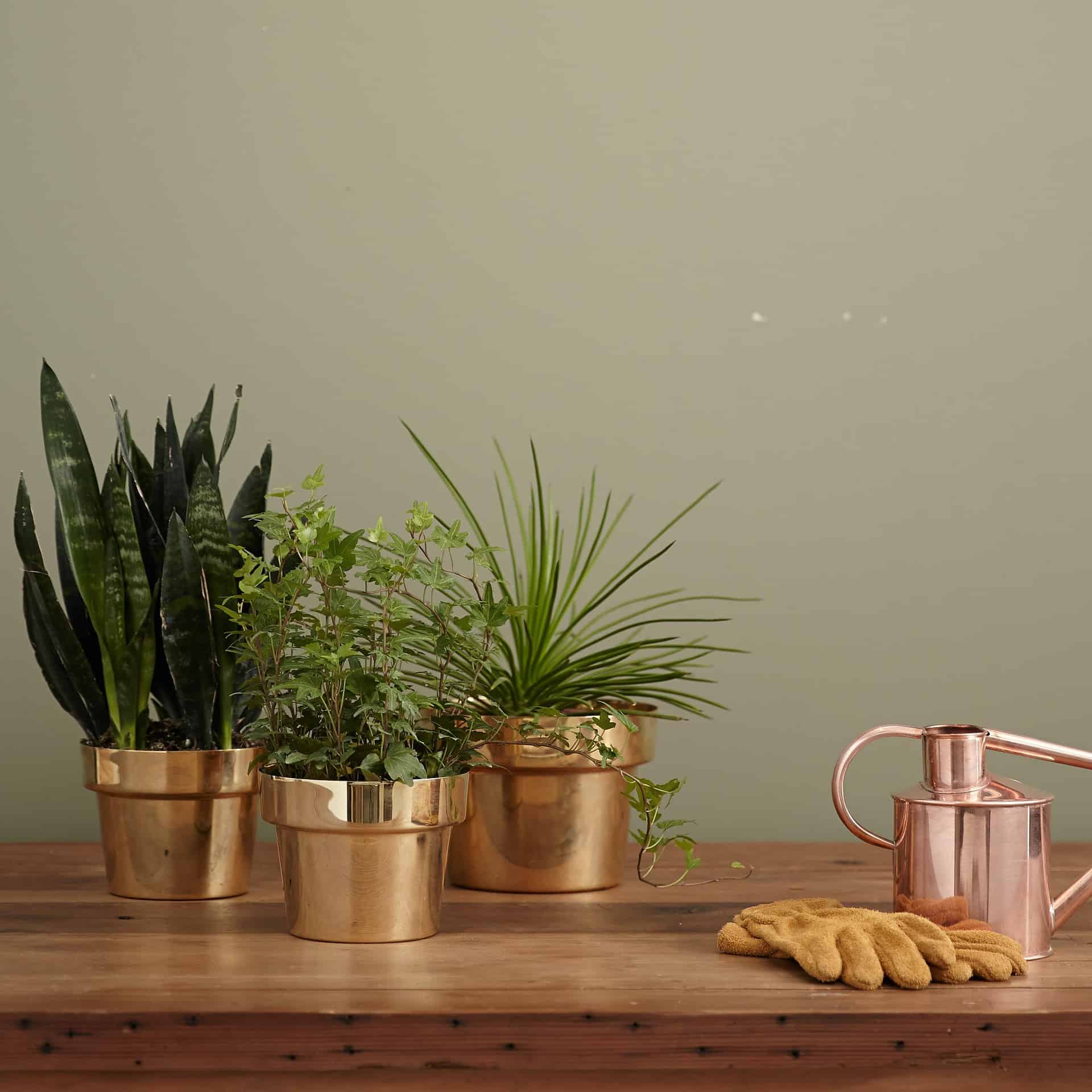 watering indoor plants in gold-plated pots