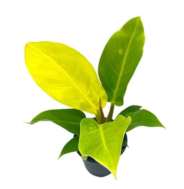 Philodendron Moonlight, 4 inch Imperial Gold, Lime Philo
