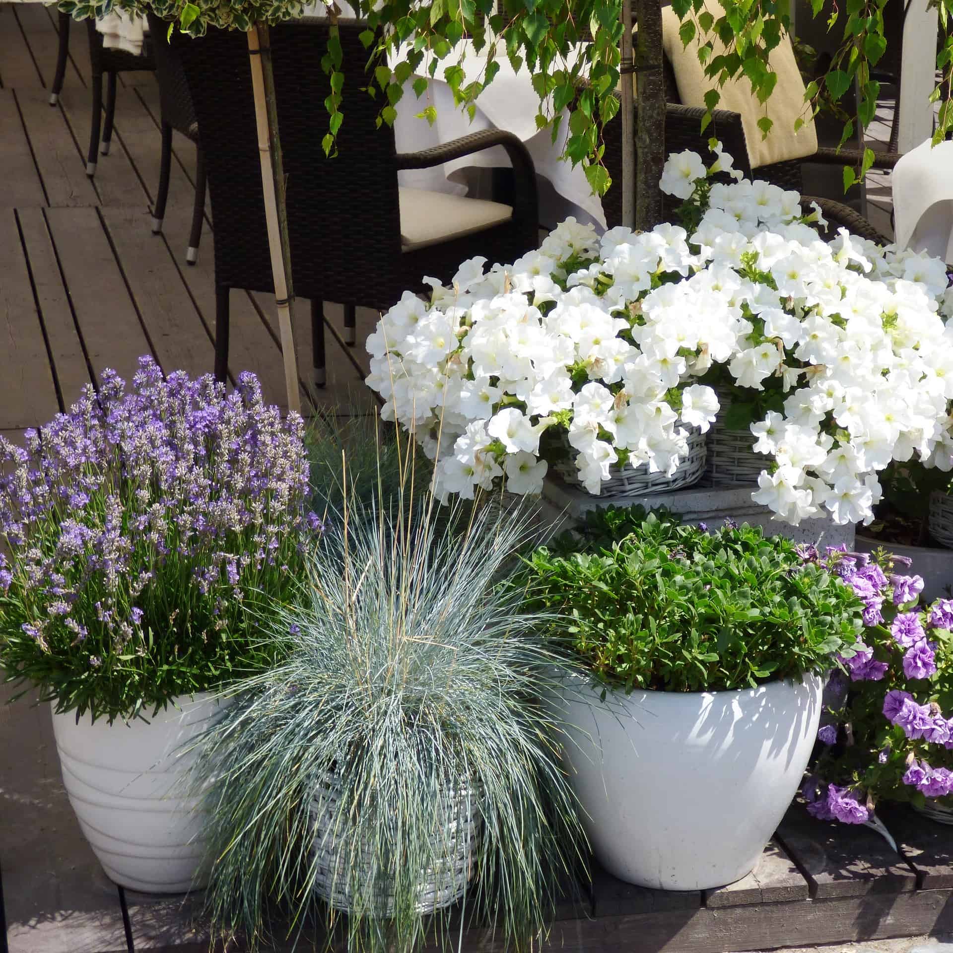 flowering plants in glazed terracotta pots