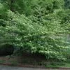 Pagoda Dogwood (Cornus alternifolia) Starter Tree