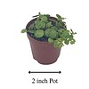String of Turtles, Peperomia prostrata, in 2 inch pot Super cute great plant gift, collector's succulent, live potted rooted and wrapped