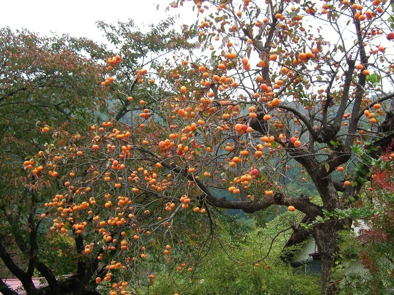 persimmon tree