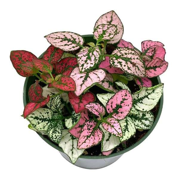 Polka-dot-plant, Hypoestes phyllostachya, Tricolor, red pink and white
