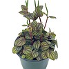 Peperomia Piccolo Banda, albovittata,4 inch pot, Rare mixed frost peperomia