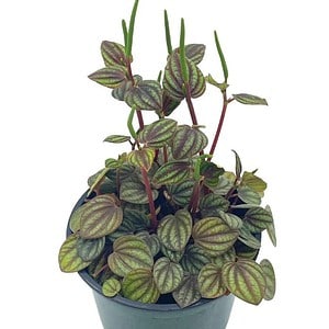 Peperomia Piccolo Banda, albovittata,4 inch pot, Rare mixed frost peperomia