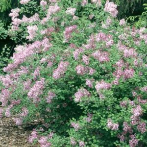 Syringa Pubescens 'Red Pixie' Lilac - Fragrant Flowering Shrub