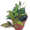 Hoya Rosita, 4 inch, Rare hybrid of Hoya wayetii x tsangii