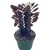 African Milk tree, Euphorbia trigona 4" inch pot, Red Original Color African Milktree, Red Cathedral Cactus Milk Tree, Well Rooted Starter