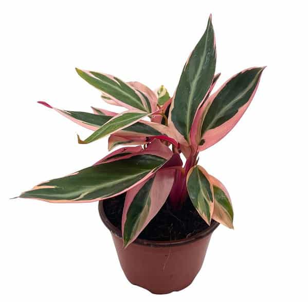 pink and green leaf plant in a brown pot