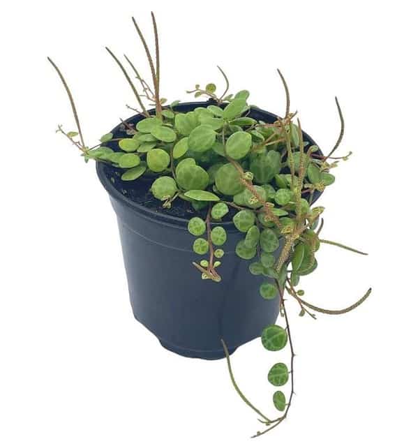 String of Turtles, Peperomia prostrata, very filled in a 4 inch pot