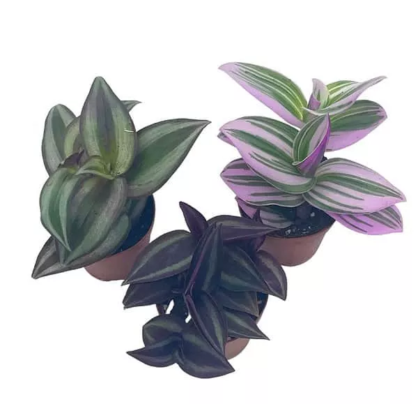 Buy Online Assorted Wandering Jew Vining Plants Plantly