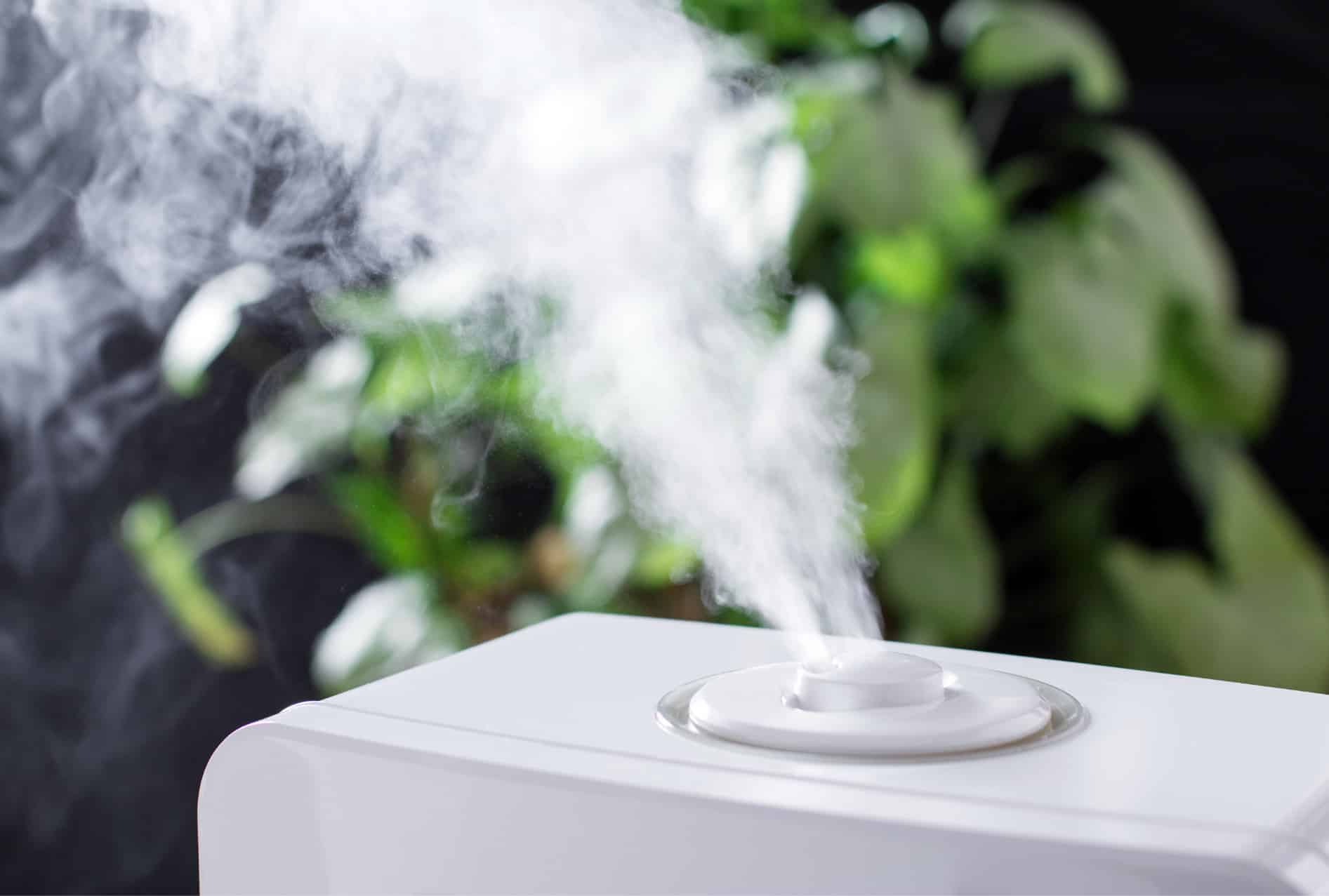 humidifier for begonia maculata