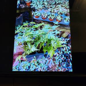 6 pack Japanese Maples Great for Bonsai or Nursery Stock