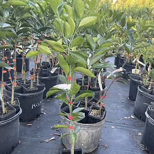 Blood Orange Grafted Citrus Tree 3 Feet Tall. Free Shipping