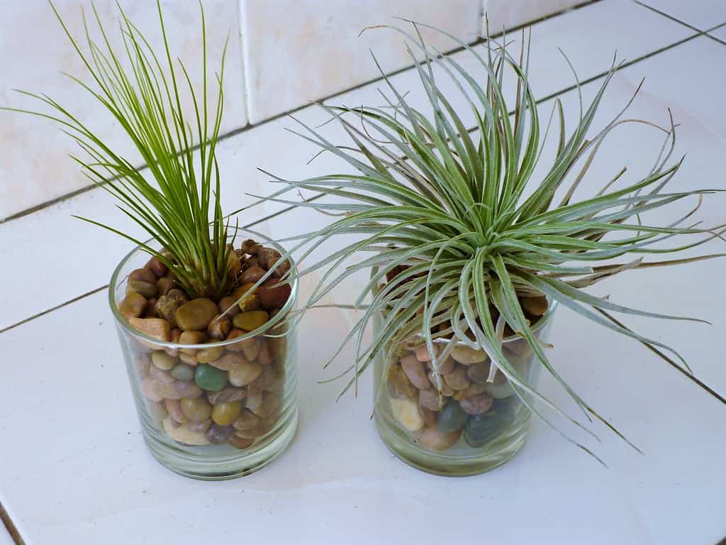 air plants @epen2c