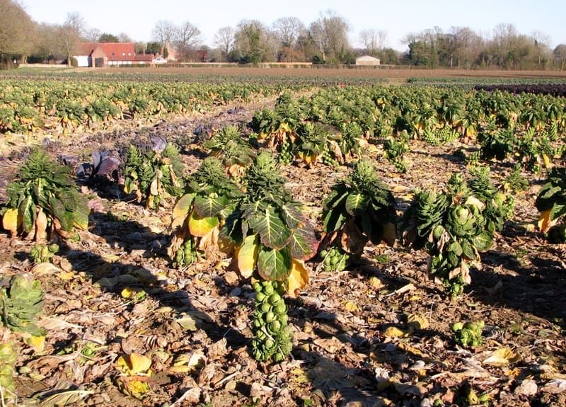 brussel sprouts plantation