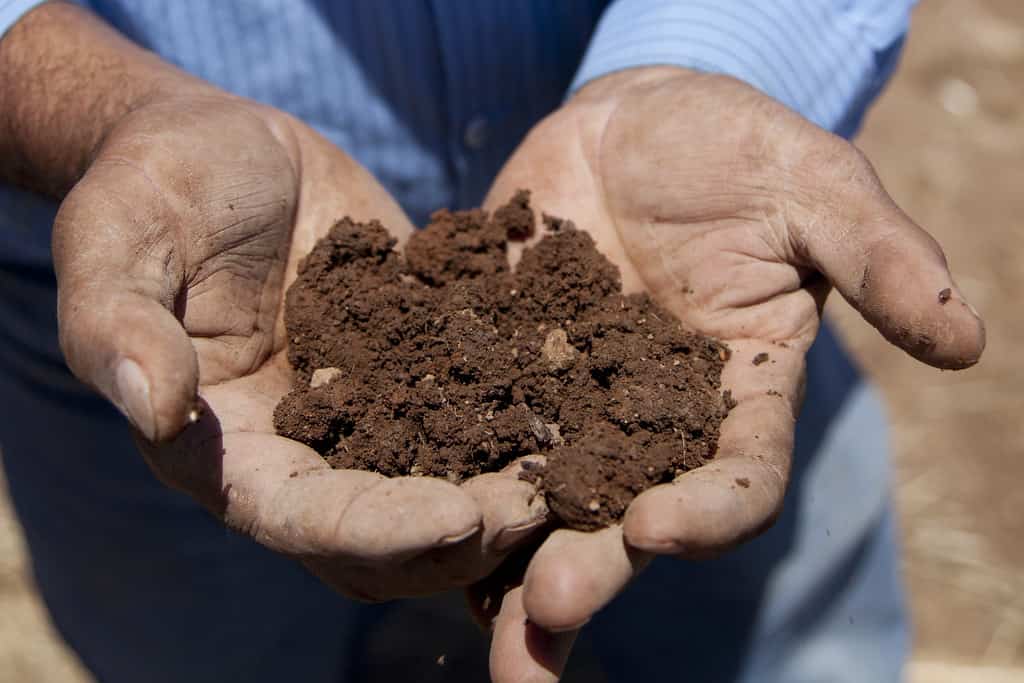 loamy, mineral rich clay soil @hanzellvineyards