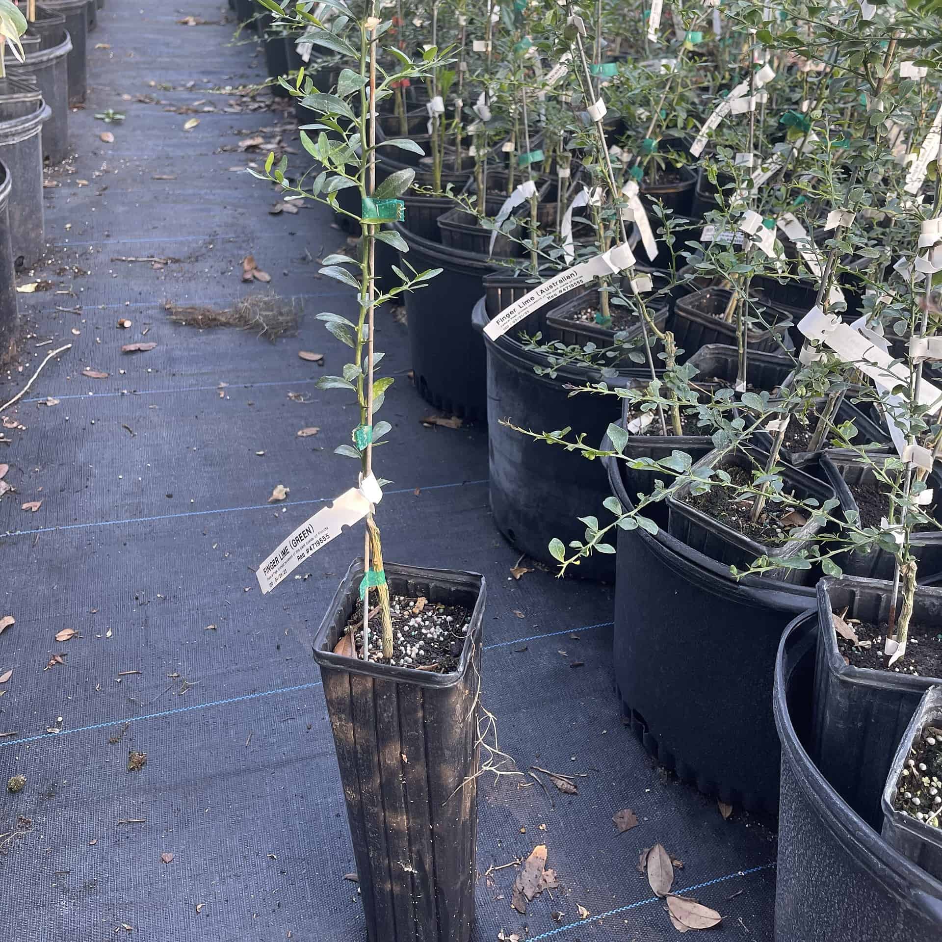 On Sale Green Finger Lime Grafted Citrus Tree Plantly