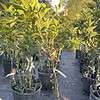 Page Orange Grafted Citrus Tree. 3 Feet Tall. Free Shipping