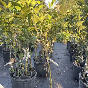 Page Orange Grafted Citrus Tree. 3 Feet Tall. Free Shipping