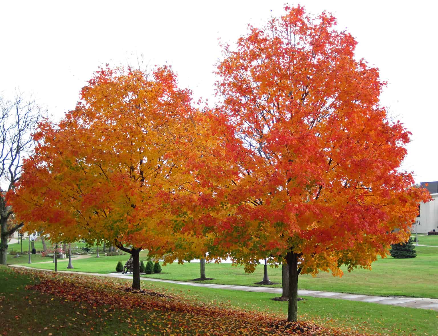 Redpointe Maple Tree Care Plantly