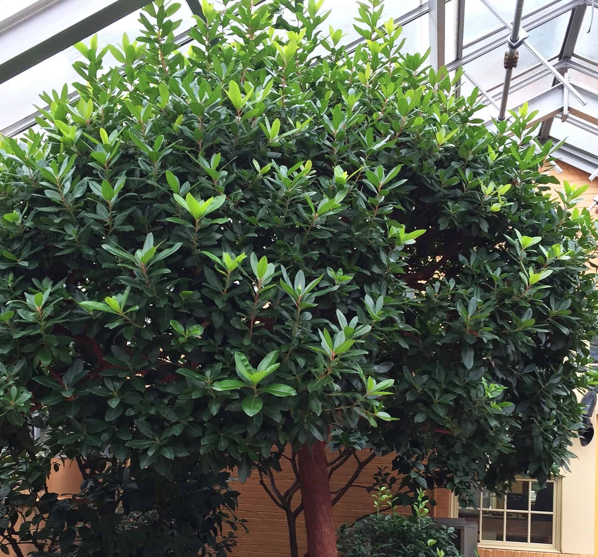 Arbutus Marina Tree Care Plantly