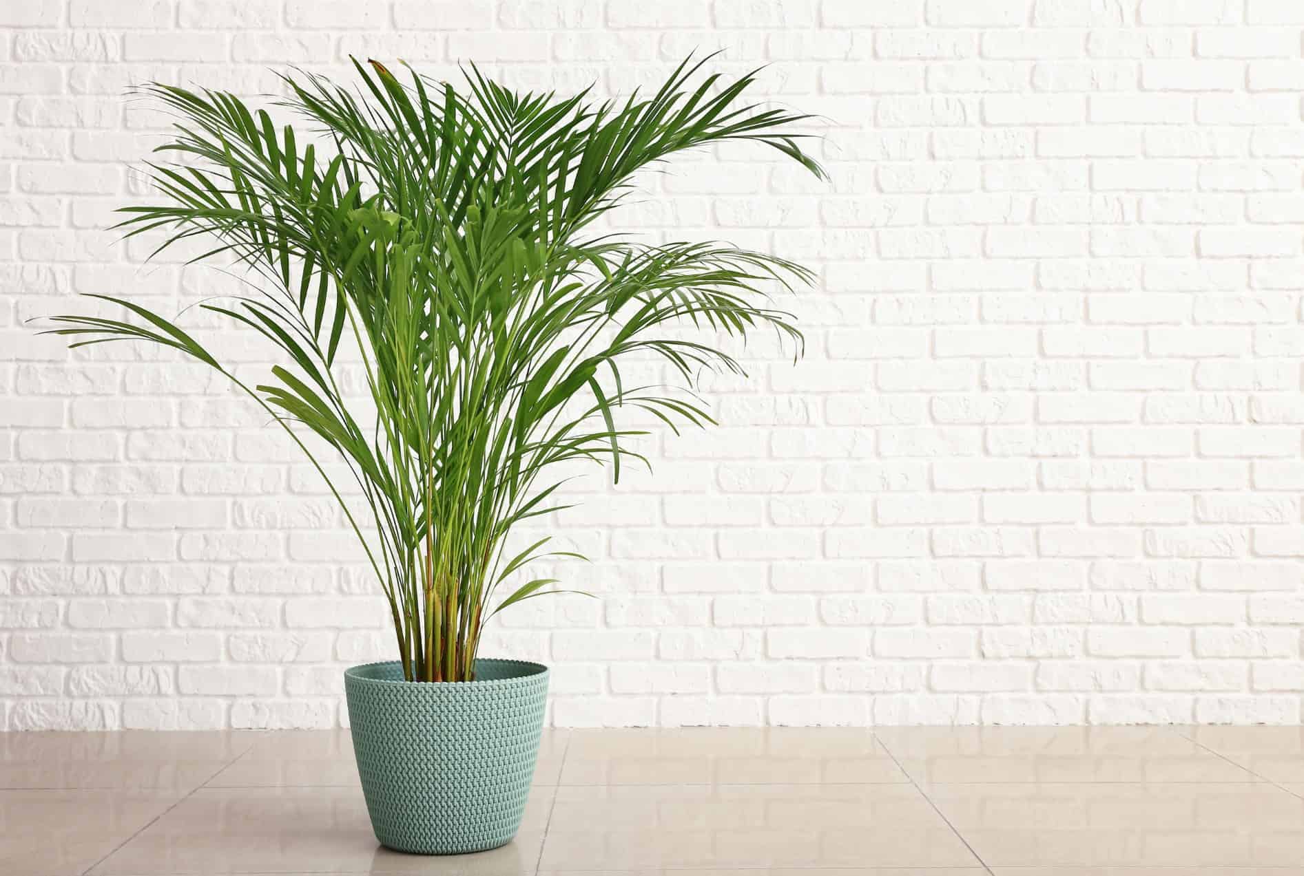potted areca palm