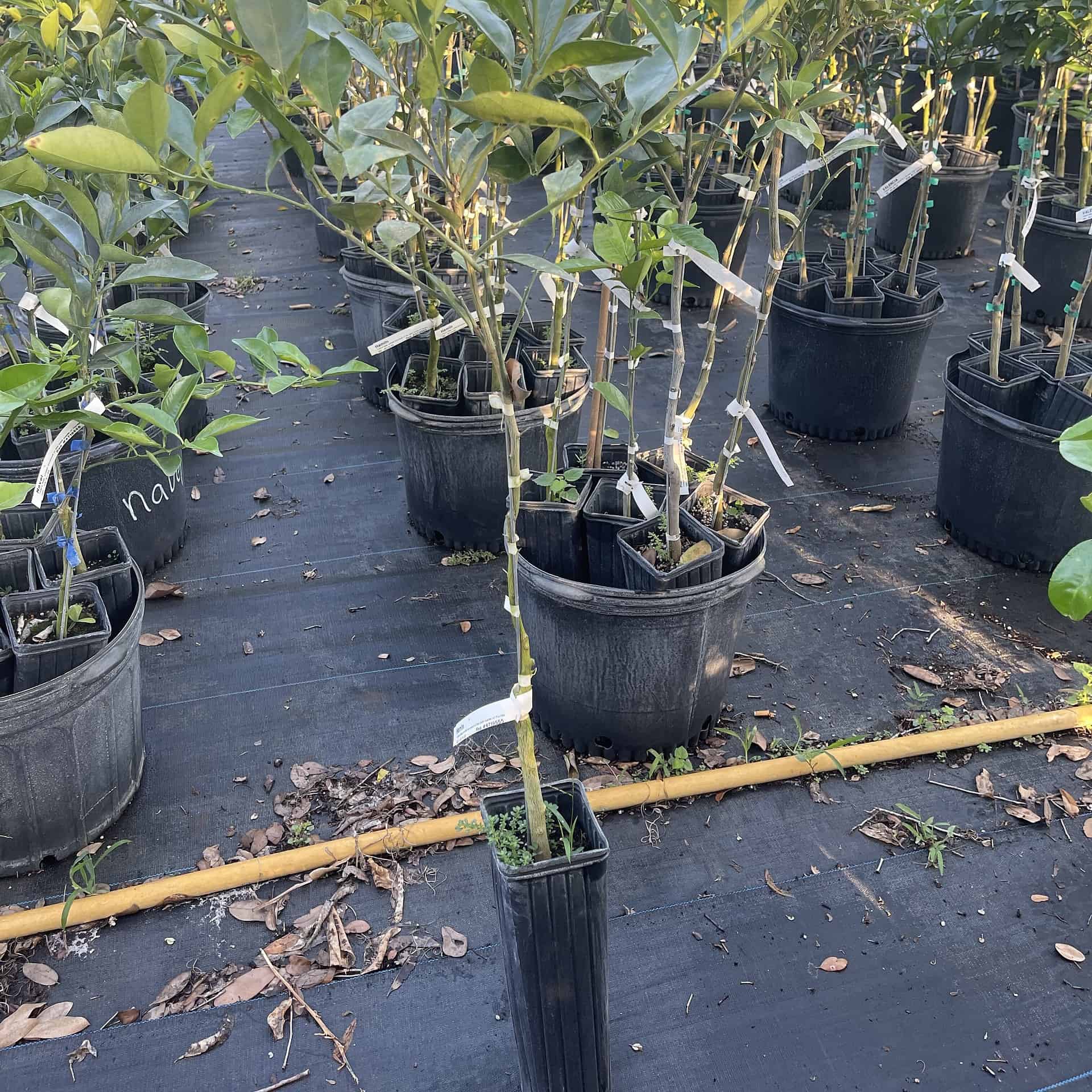Hamlin Orange Grafted Citrus Tree. 3 Feet Tall Plantly
