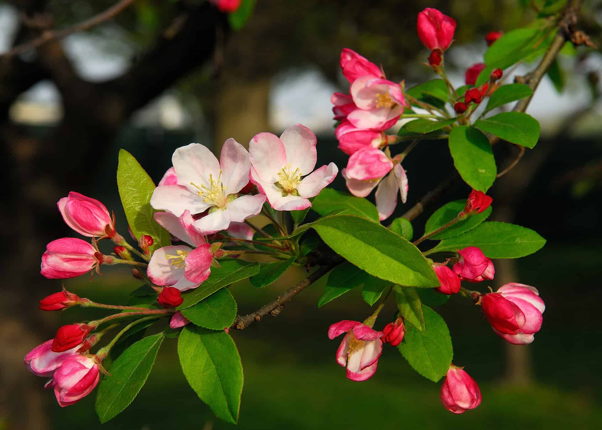 Royal Raindrops Crabapple Tree Care Plantly