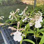 Oncidium Speckled Spire 'Whisp' Wonderful Fragrance 4" Pots