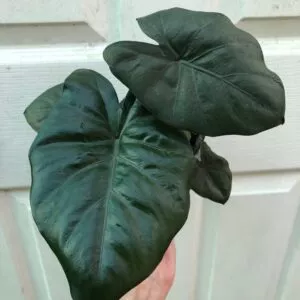 Alocasia ‘Serendipity’ – Elephant Ear Plant in 4″ pot alocasia serendepity