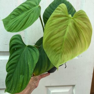 Philodendron Fuzzy Petiole Plant in 4" pot