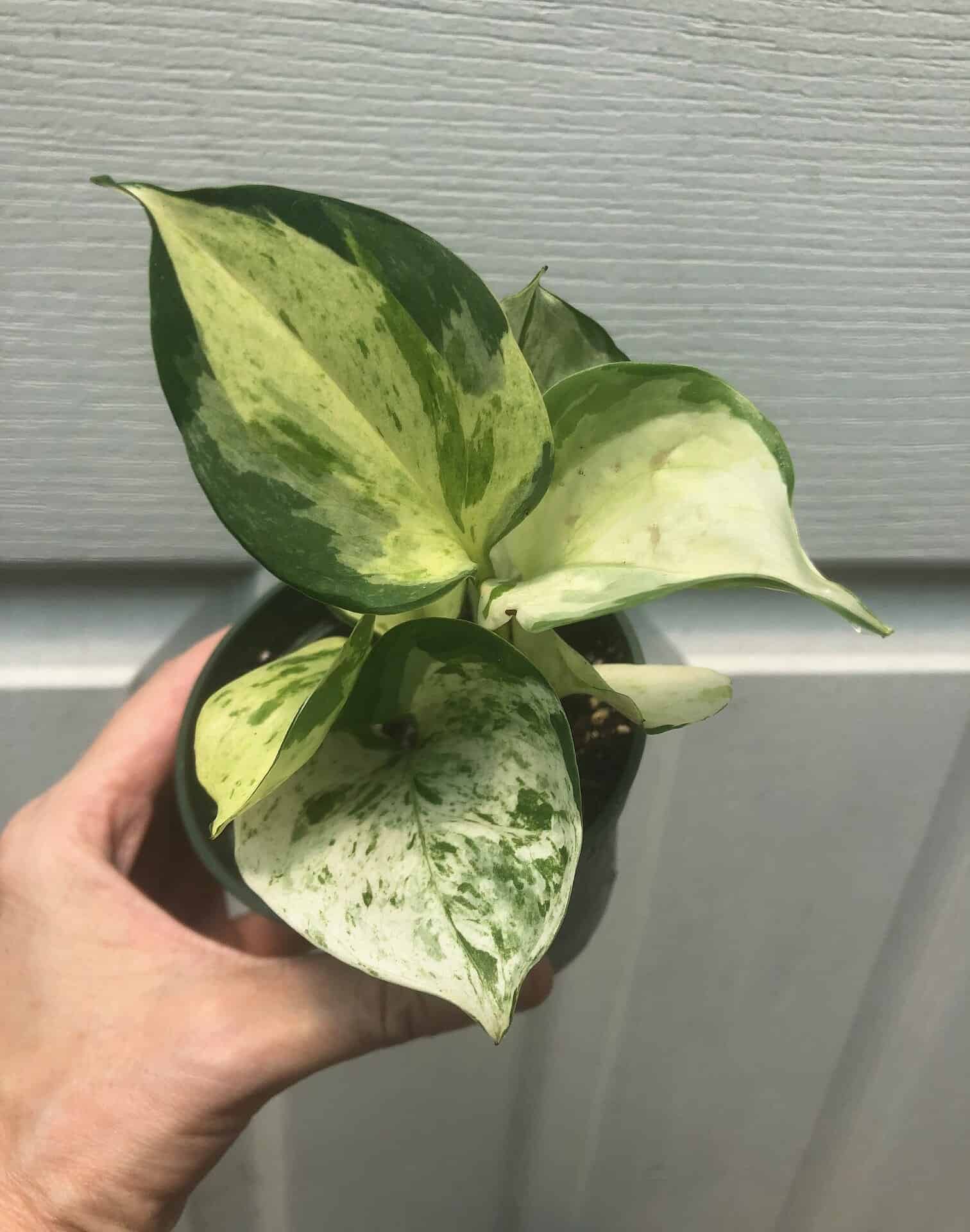 Pothos Manjula in 3″ pot – Epipremnum Aureum Manjula manjula pothos in a pot.
