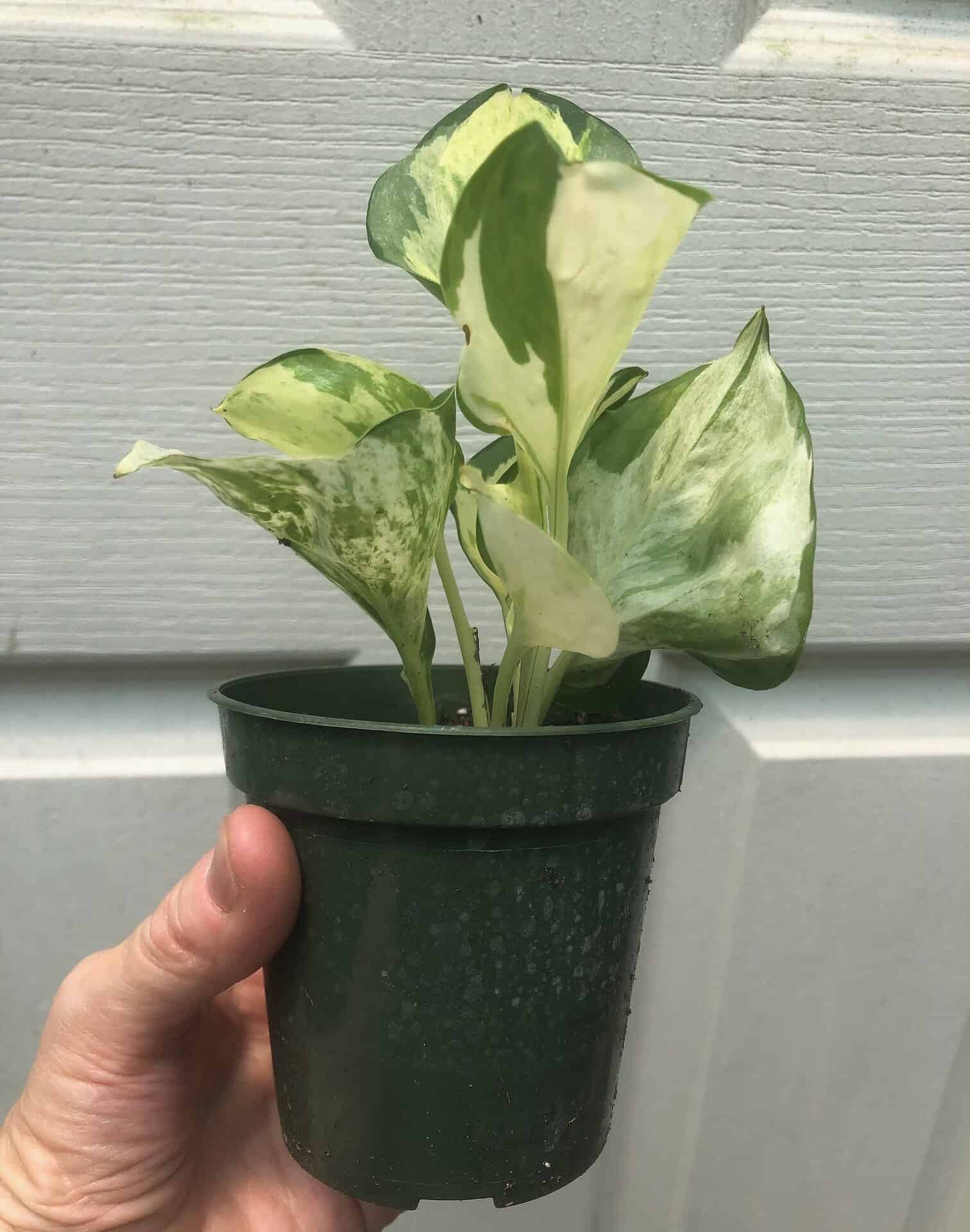 Pothos Manjula in 3″ pot – Epipremnum Aureum Manjula Pothos Manjula in 3″ pot – Epipremnum Aureum Manjula