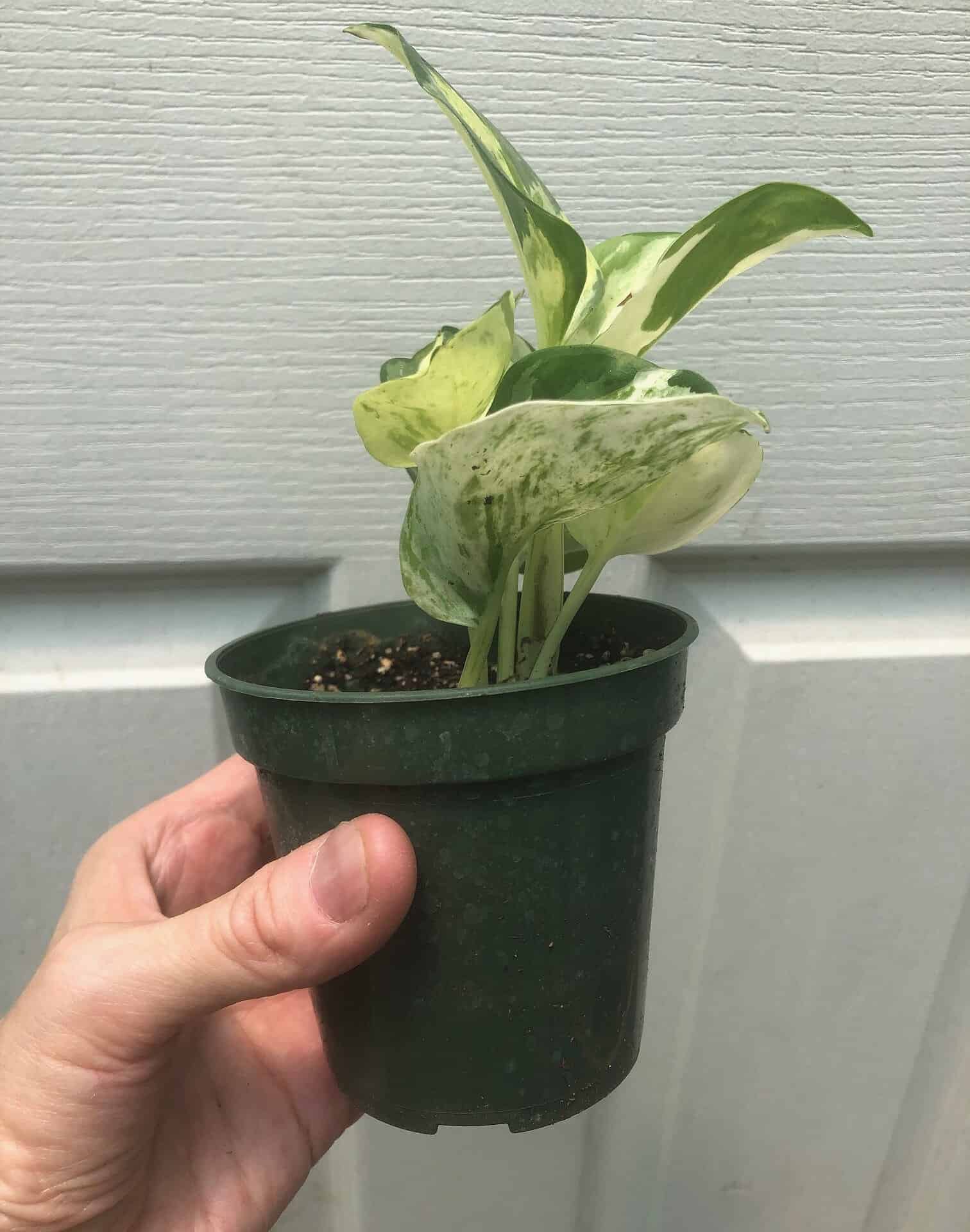 Pothos Manjula in 3″ pot – Epipremnum Aureum Manjula Pothos Manjula