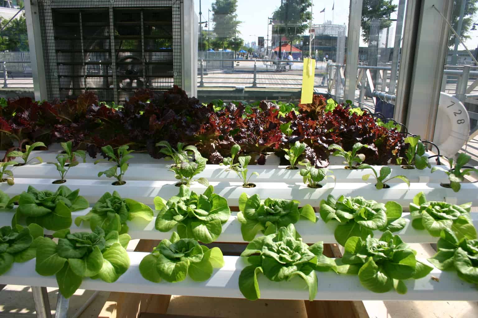 hydroponics gardening