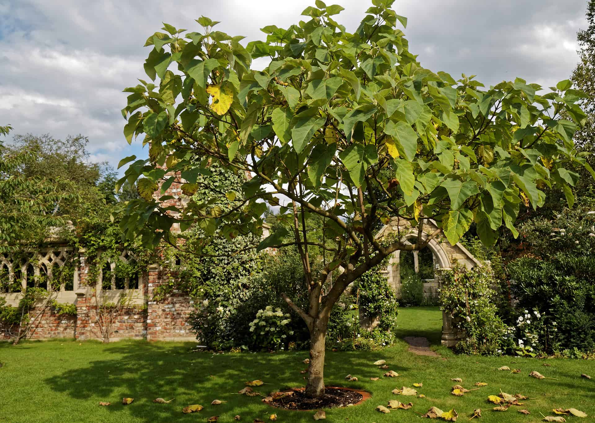 Royal Empress Tree Care Guide Plantly