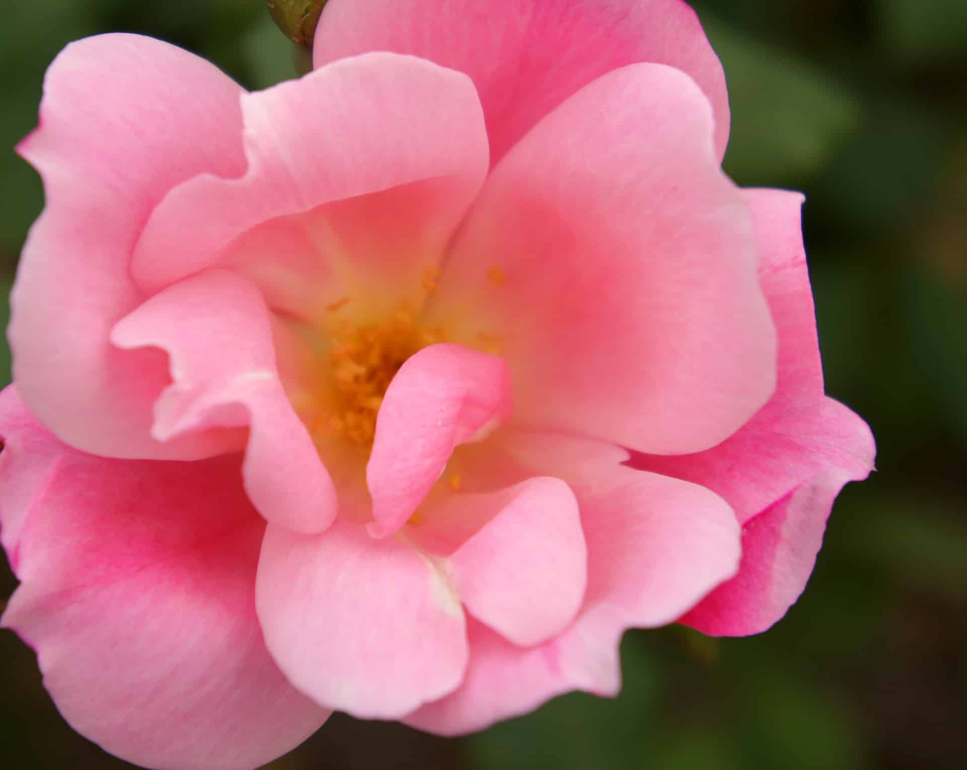 Double Knockout Roses Plant Care Guide Plantly