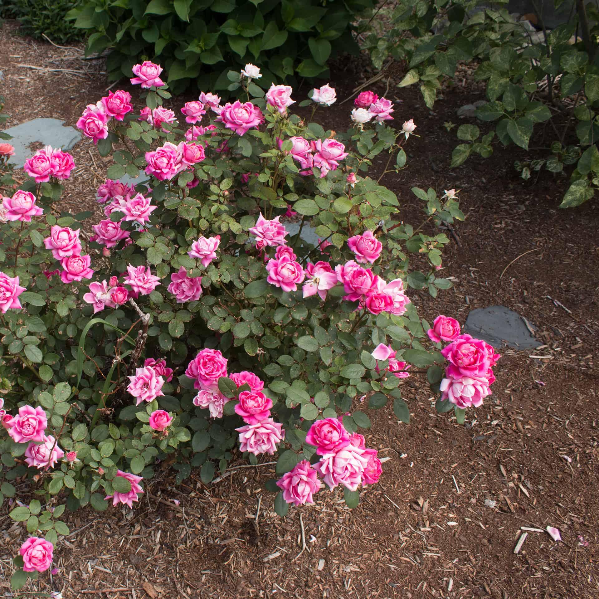 pink double knockout roses on the ground