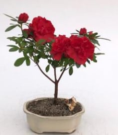 Flowering Red Azalea Bonsai Tree (azalea 'Tiny Dancer')