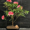 Flowering Tropical Azalea (Rhododendron 'dogwood')