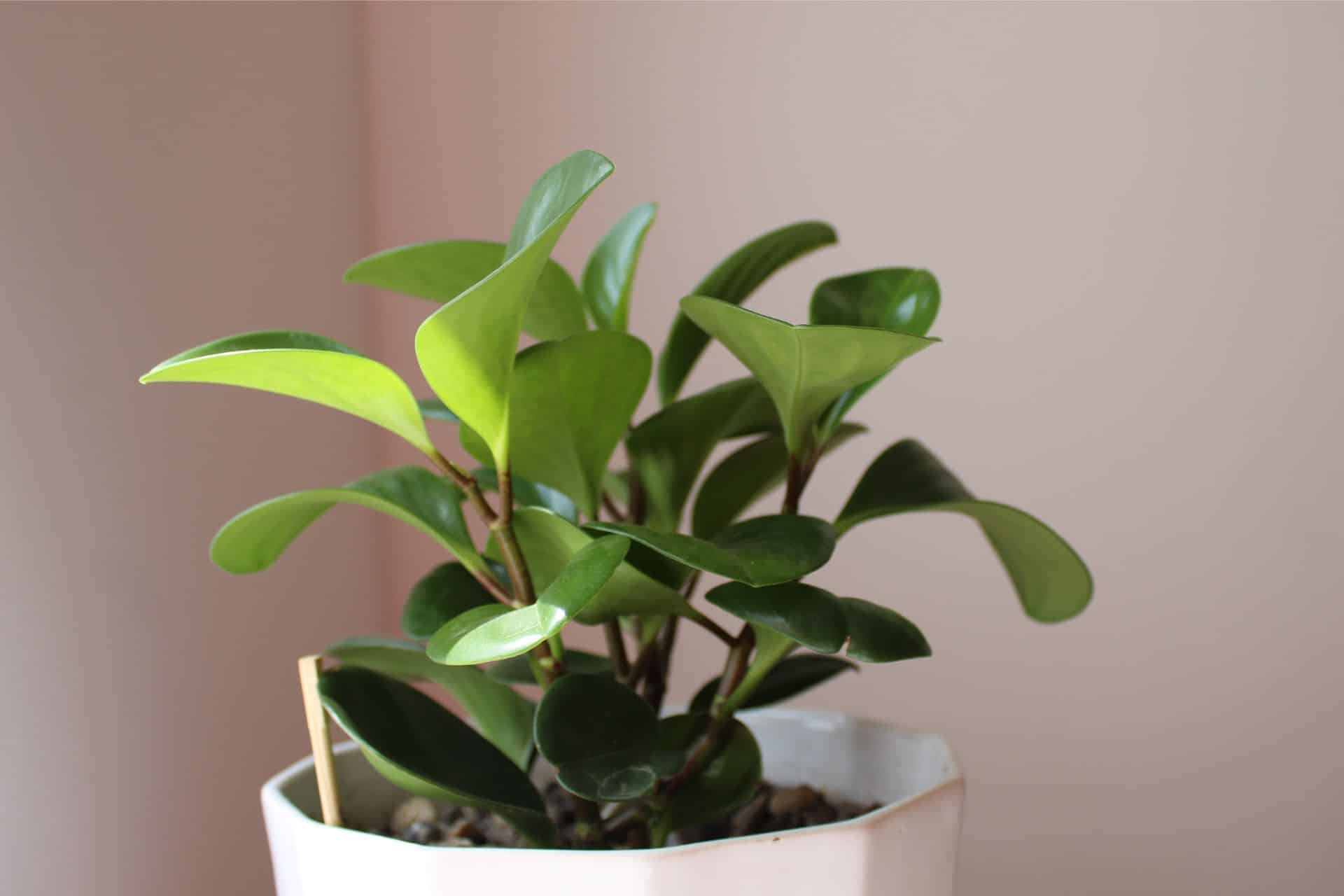 potting baby rubber plant