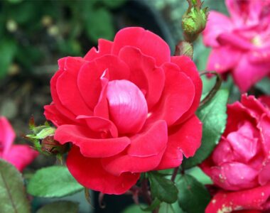 double knockout roses